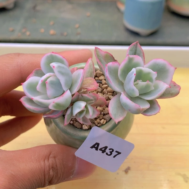 一物一拍满38包邮 437