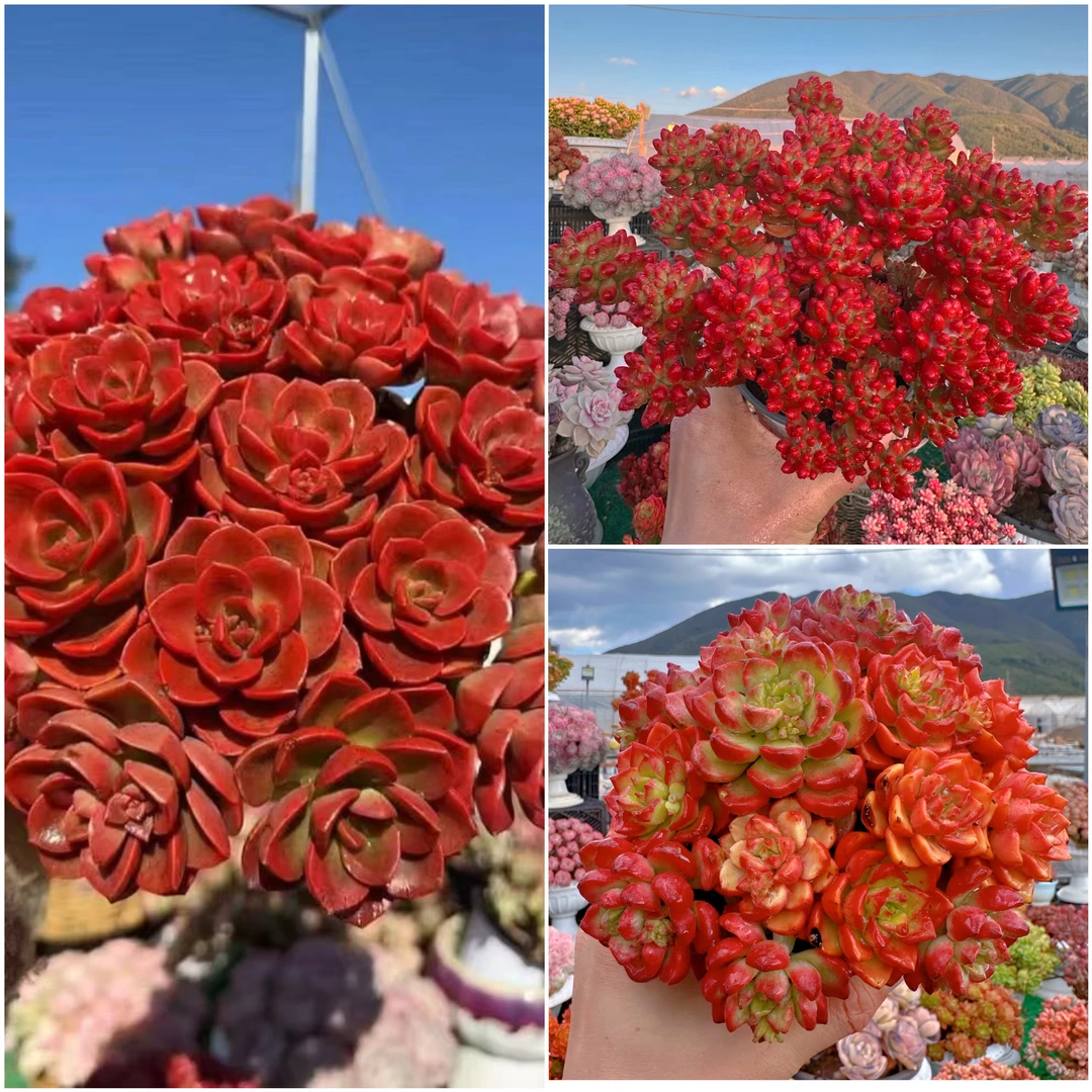 G 全红组合   红红火火  年宵花组合  红酒玫瑰   室内室外都能养