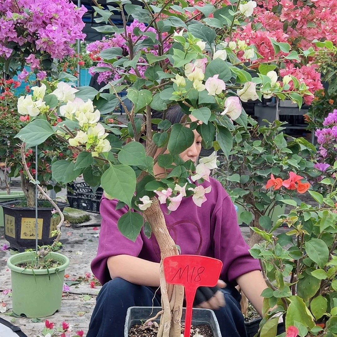 谭***金大部分花苞少量开放M18绿樱