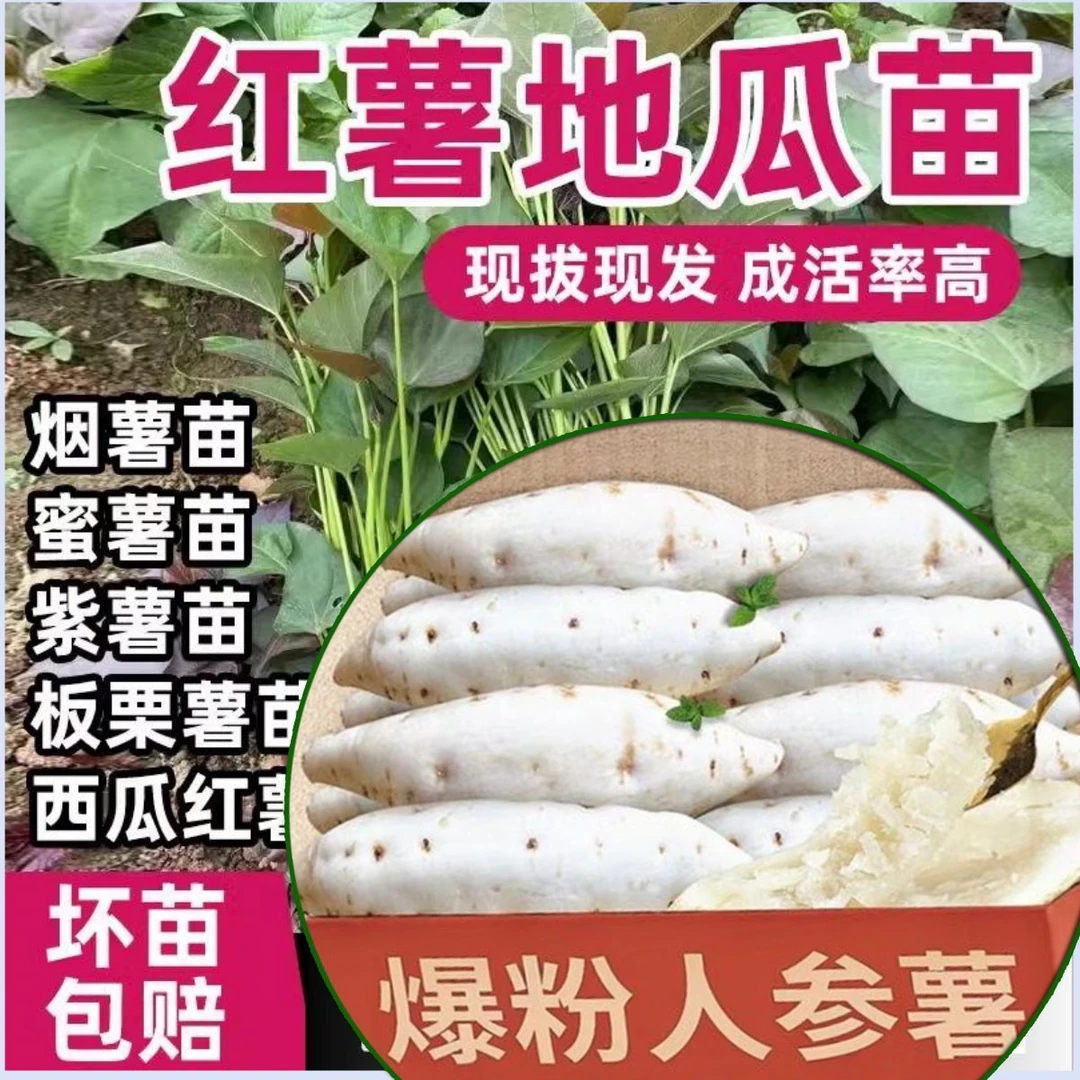 【牛奶人参薯】白皮白心红薯苗地瓜苗番薯苗秧高产白薯秧苗