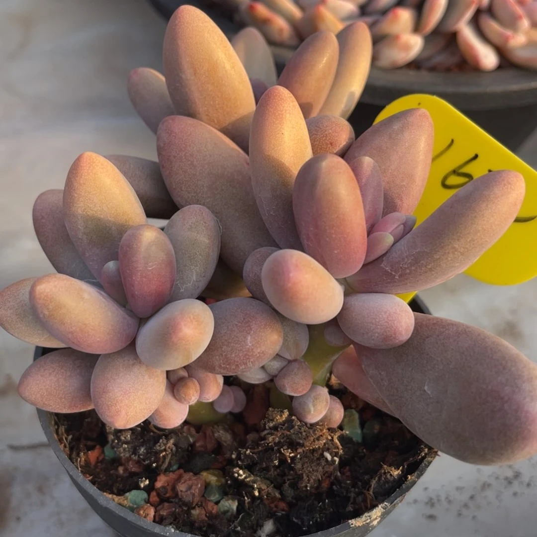 糖果美人群生一个162