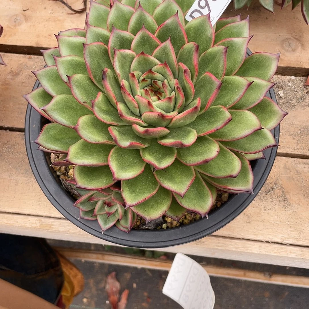 若如东云组拍D981