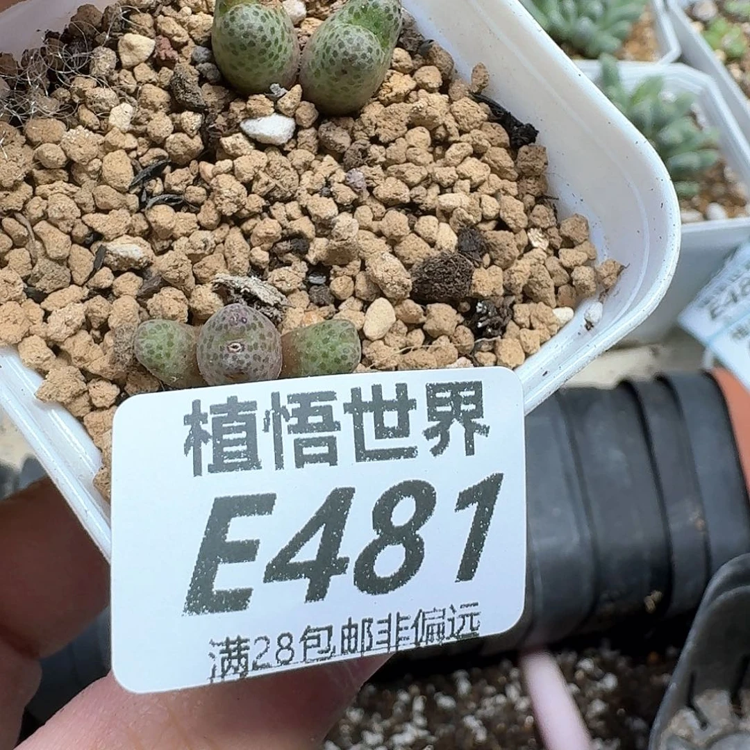 多肉植物的人生dfg