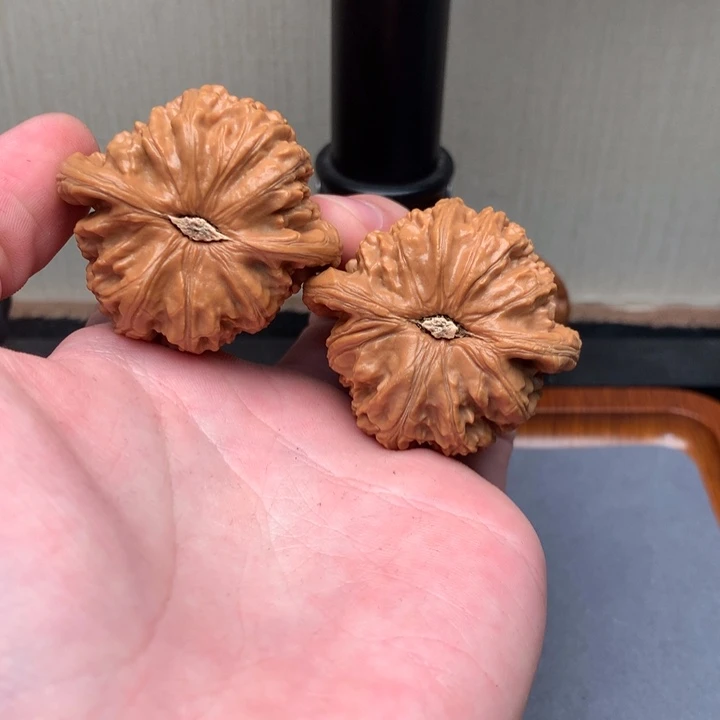 核桃43尺白狮子！！！