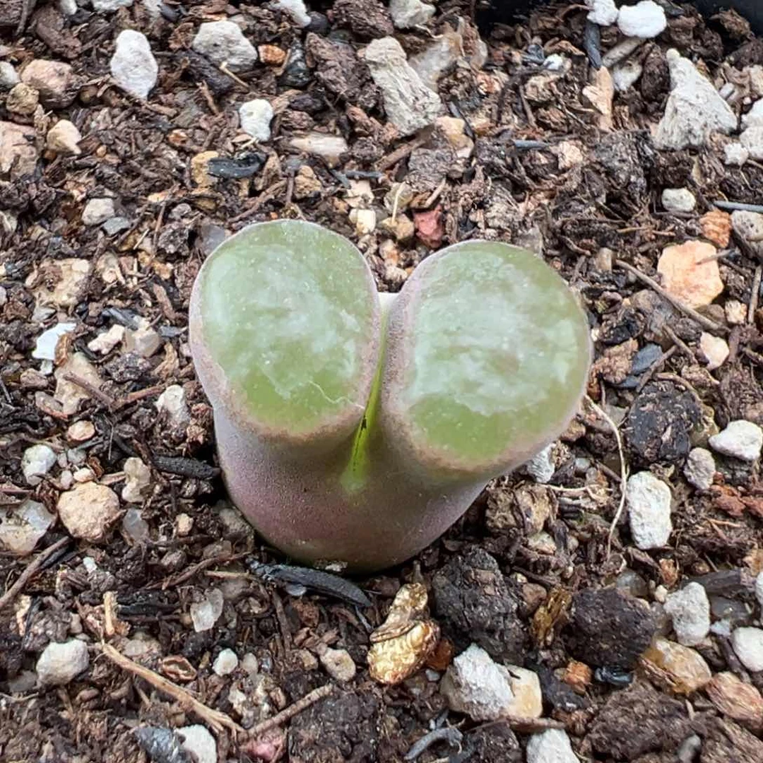 6.22好看的多肉脱土发货542