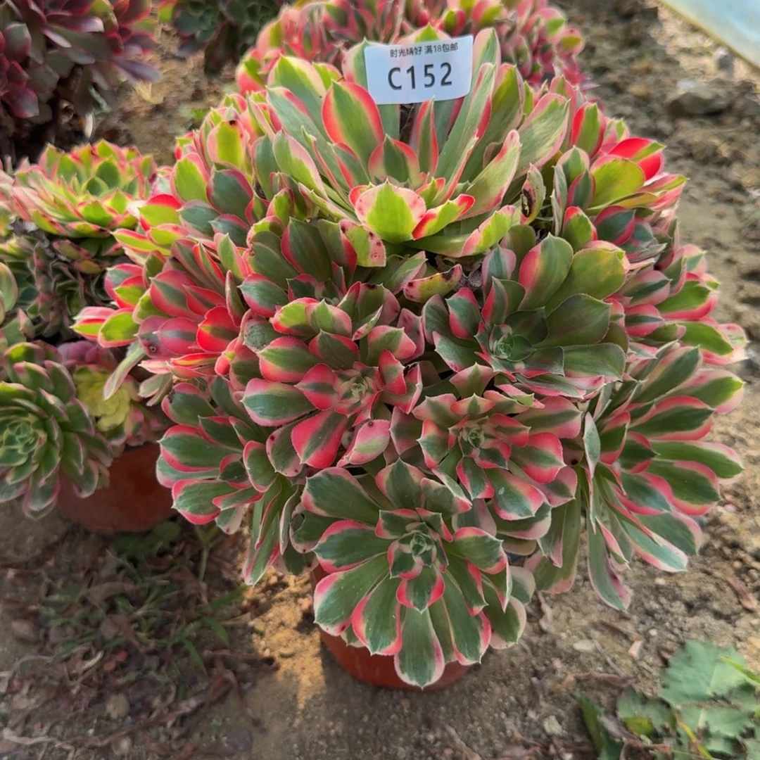 152妖月。多肉植物