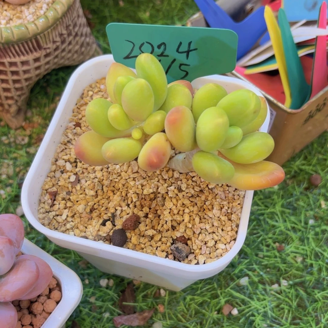 Z****、我的小可爱们都好可爱