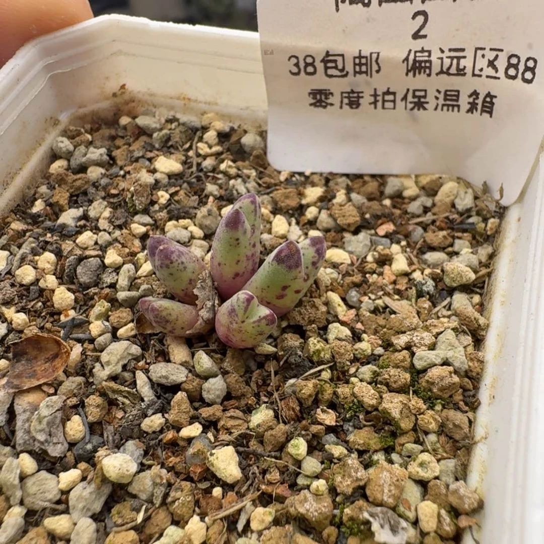 2号猪蹄多肉。
