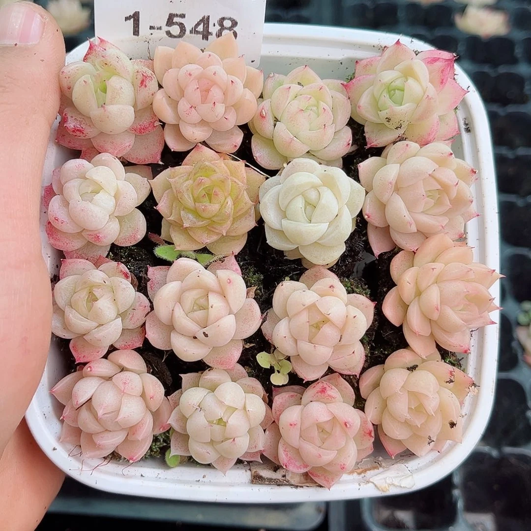 1-548 新疆西藏内蒙不发12.8包邮2-3公分多肉