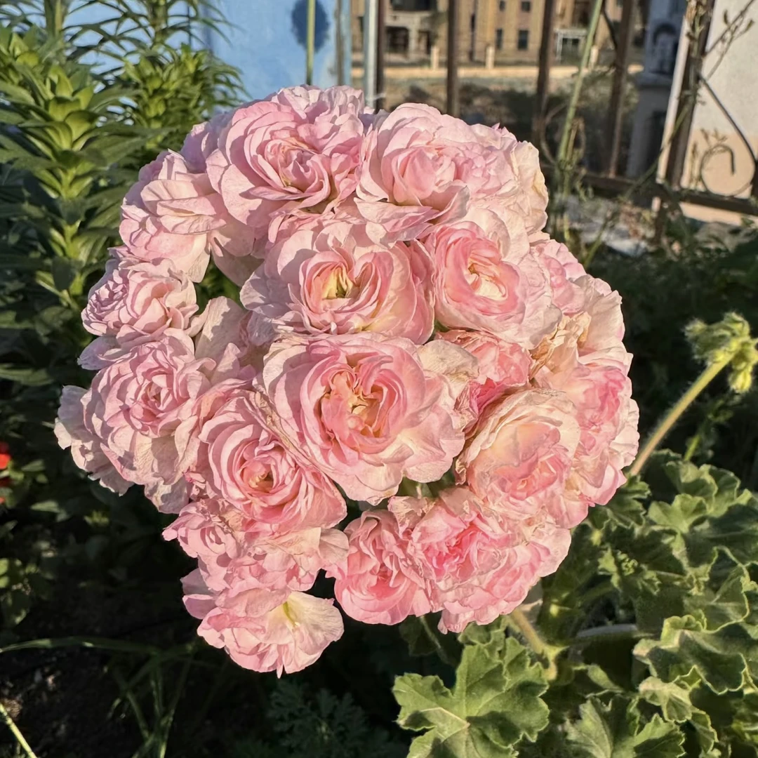 【伊曼纽尔】直立天竺葵包邮