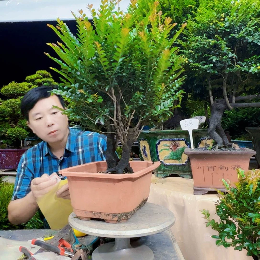 当前无花朵，栽培后可花朵明**好