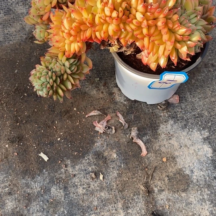 西**心一物一拍东云缀178