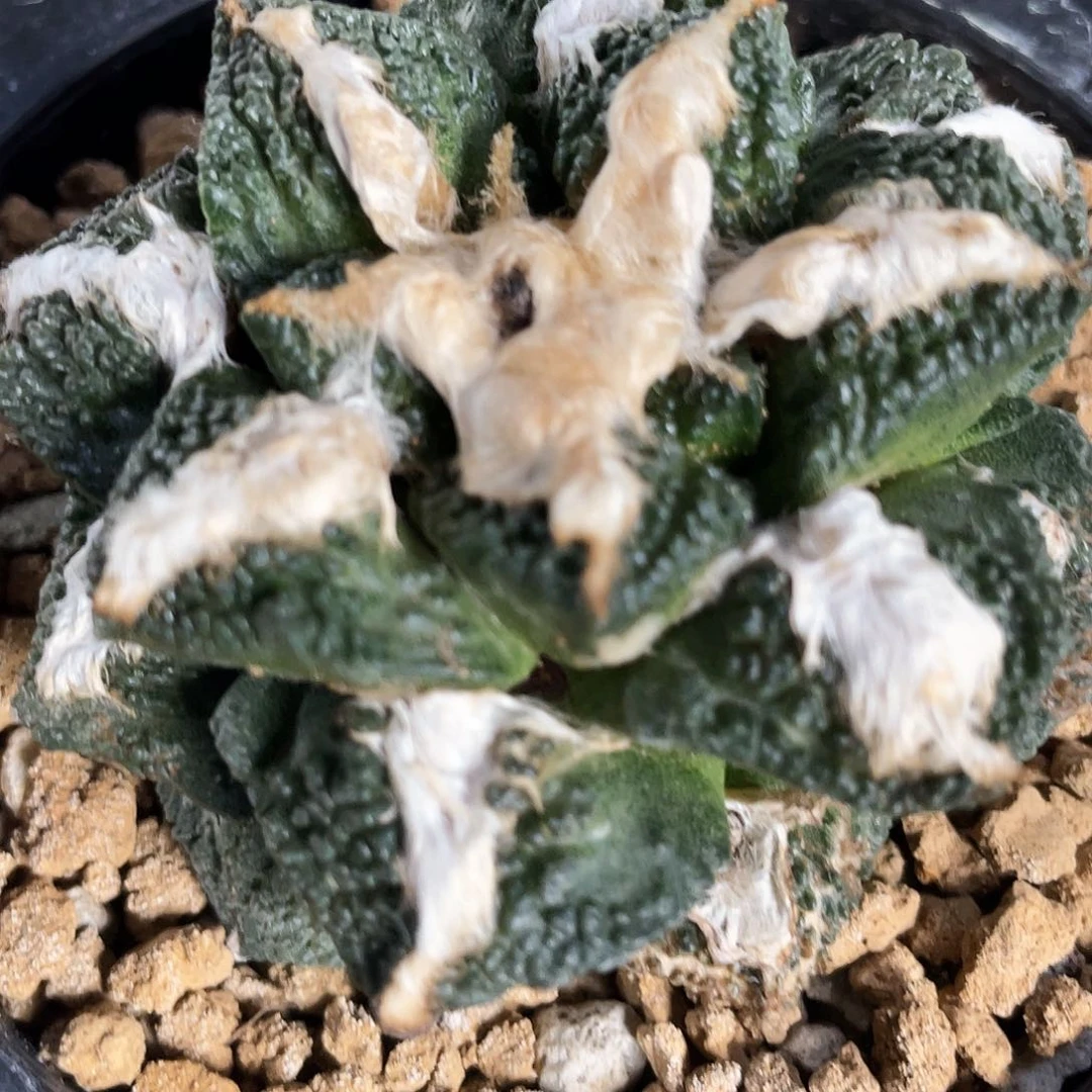 48号自根龟甲牡丹