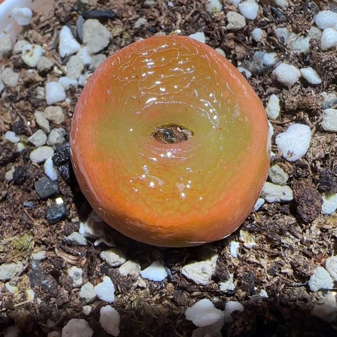 肉锥多肉植物百科-优选水蜜桃母本328