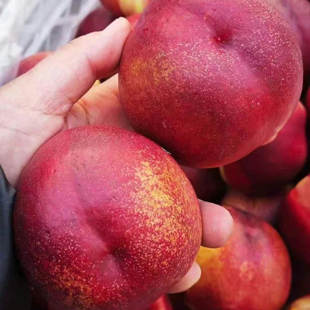 脆甜大油桃3个 1斤左右油桃
