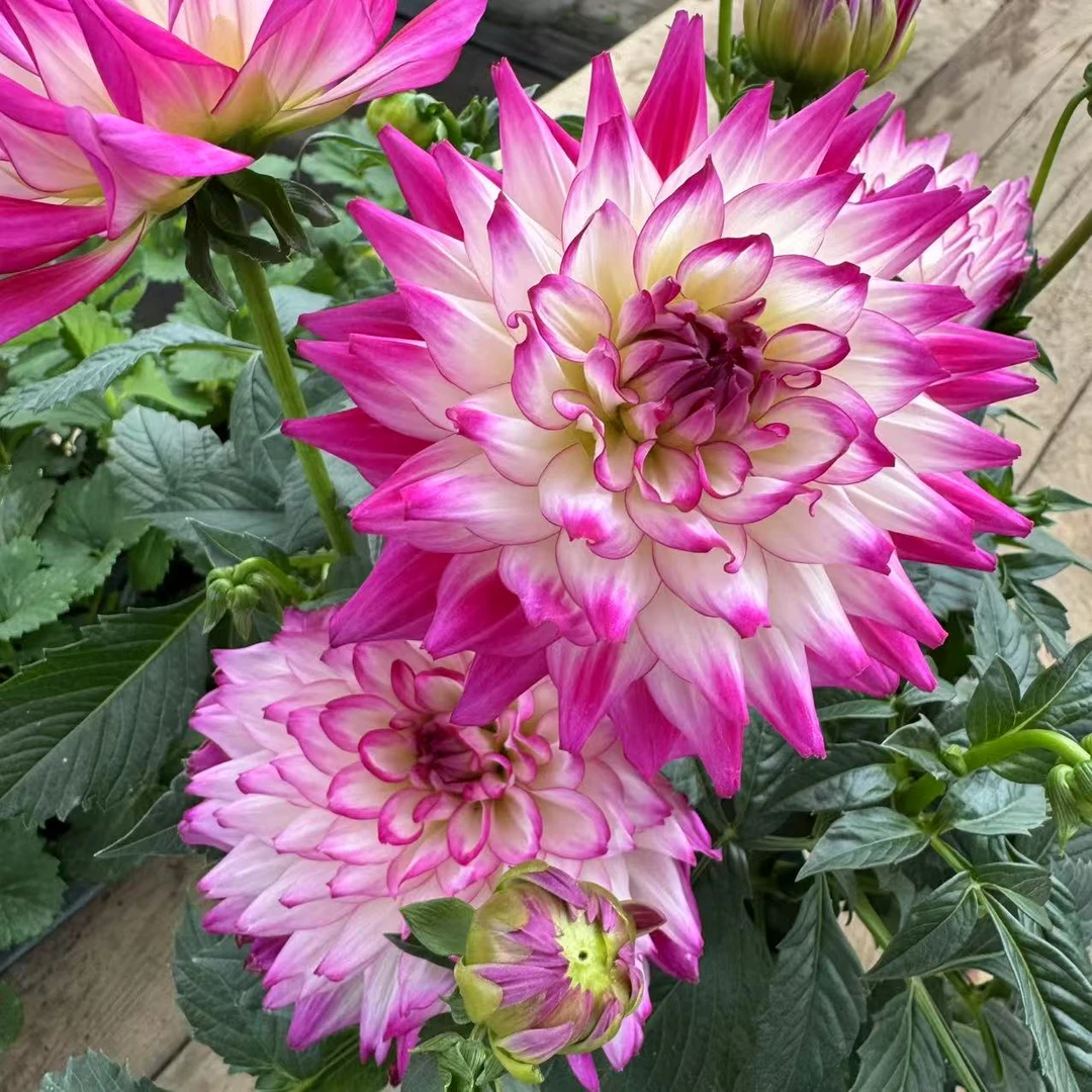 【李先生】（加仑盆大荷花）小丽花盆栽庭院阳台观花植物多年生