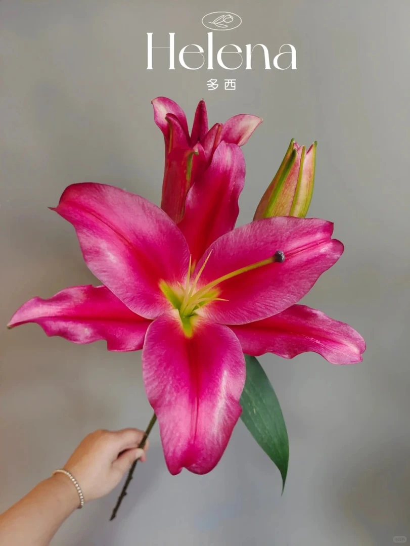 （曼曼）多西大头香水百合20个花苞2个花苞防损  鲜花任意2单包邮