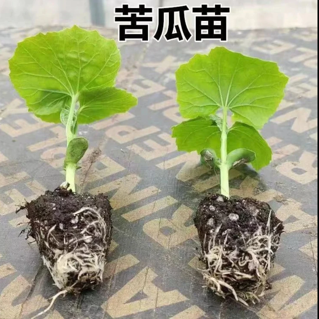 苦瓜秒高产特大早熟秧苗翡翠庭院阳台花园种植带土蔬菜瓜果新鲜白