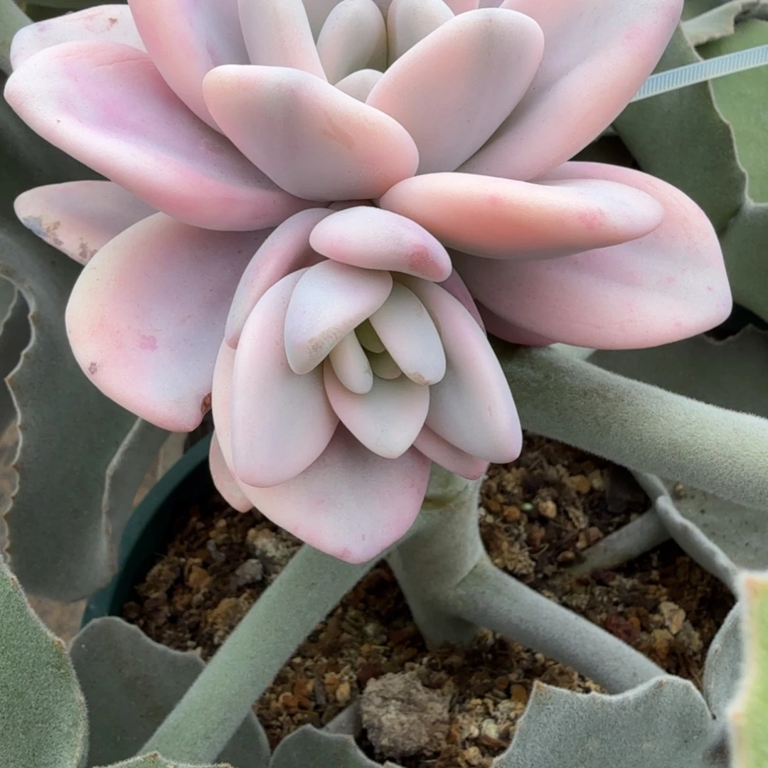 *****粉兔锦侧芽加嫁接木