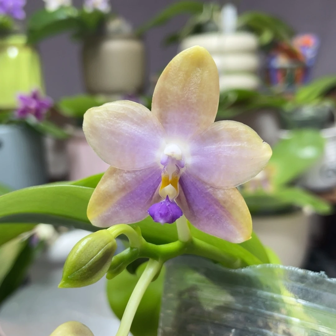 完全开放YW08，2.5杯开花株