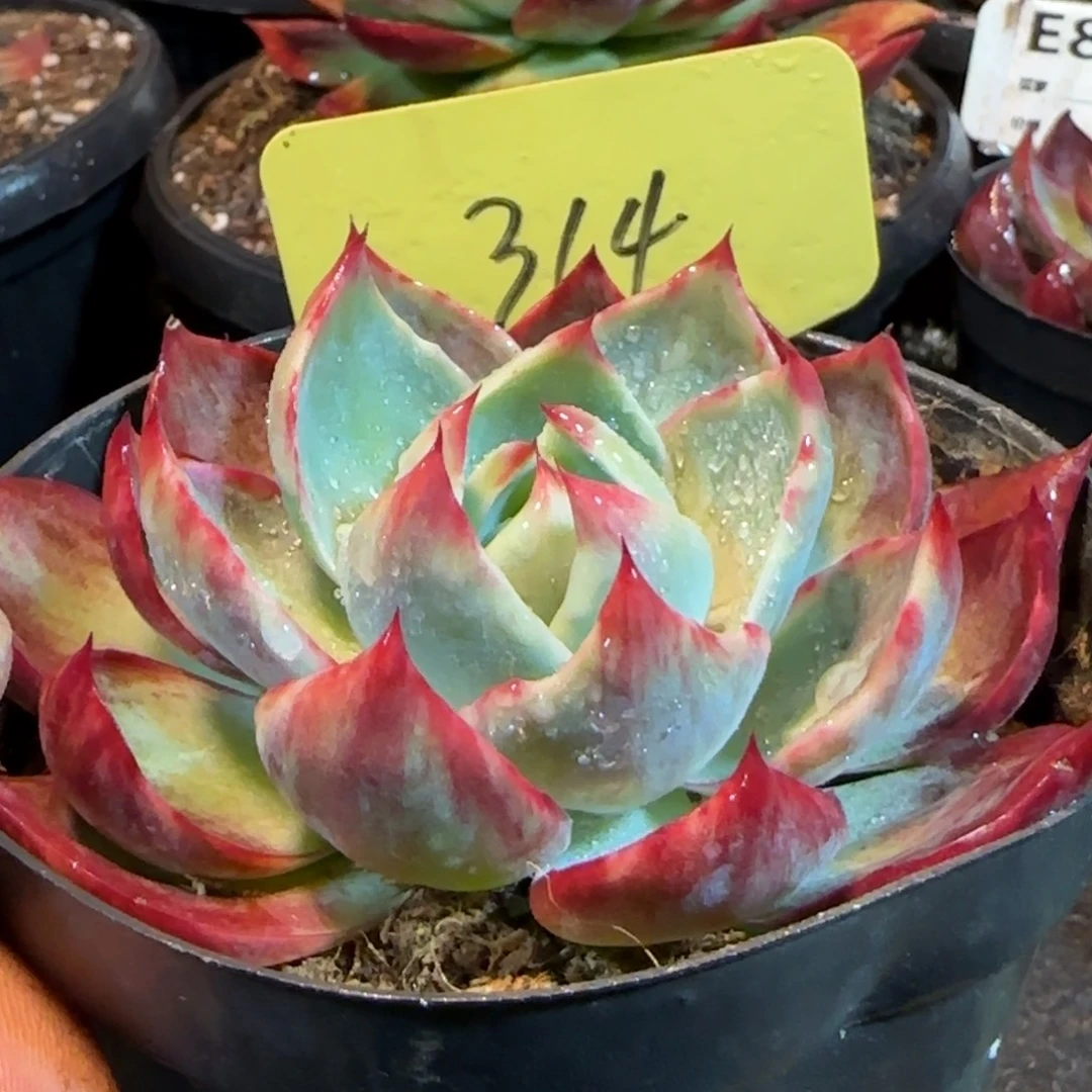 惊鸿一物一拍包装收缩花旱314