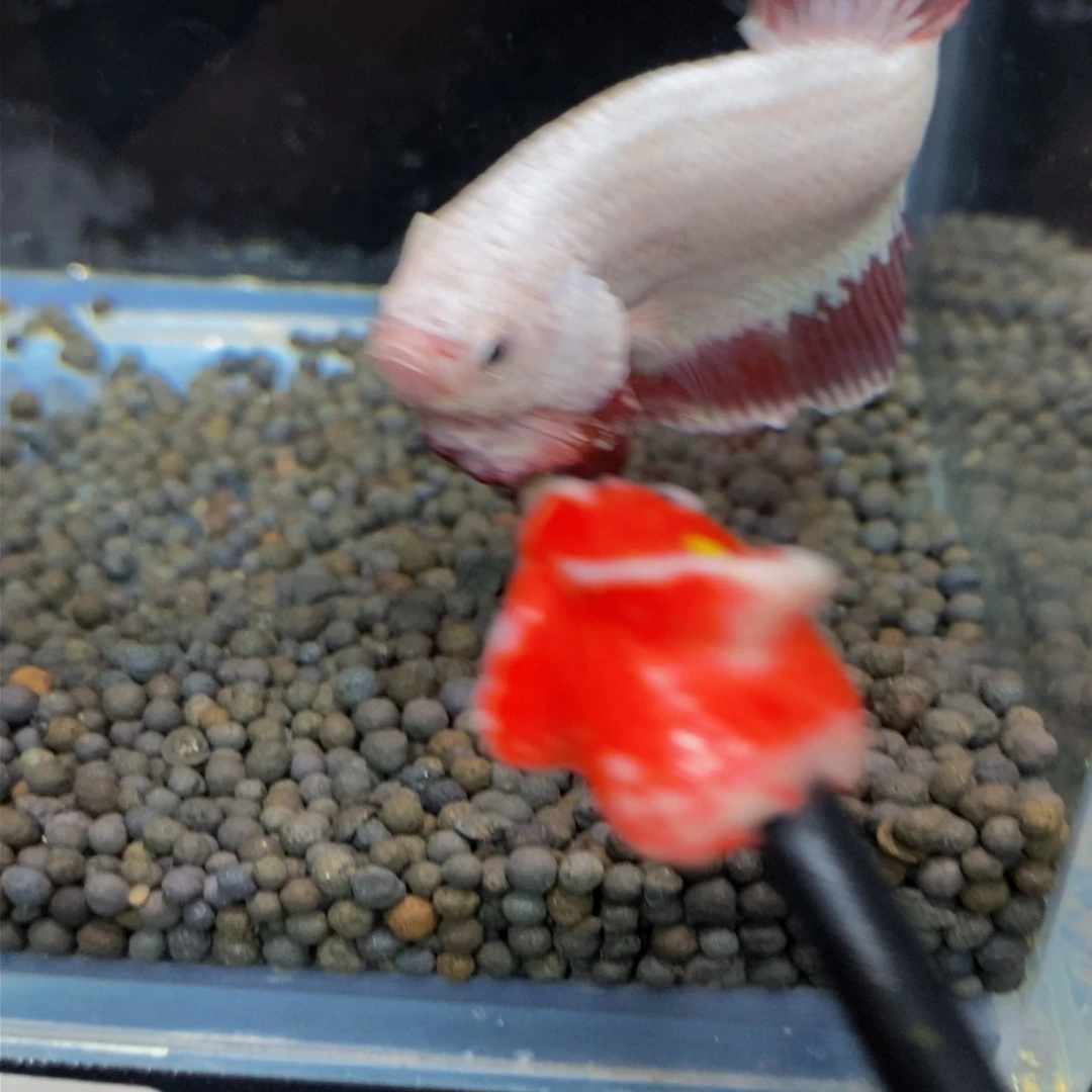 热带鱼公266巨斗