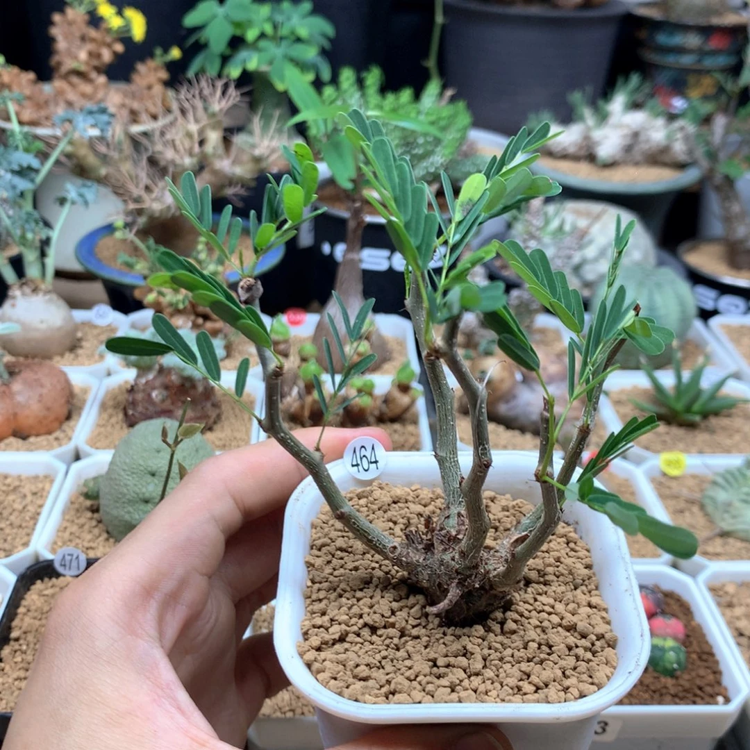 实生沙漠苏木带盆464