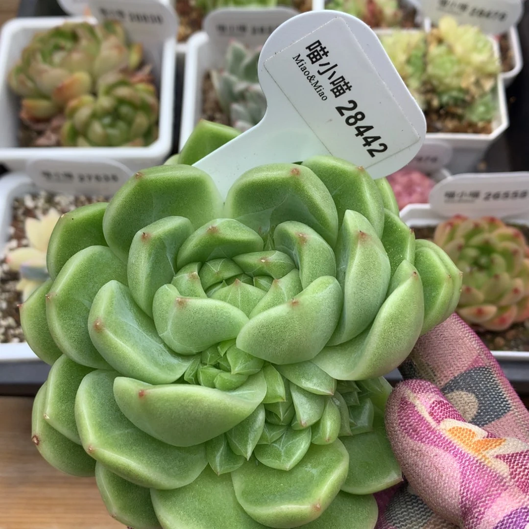 空****b多肉植物东云珍妮