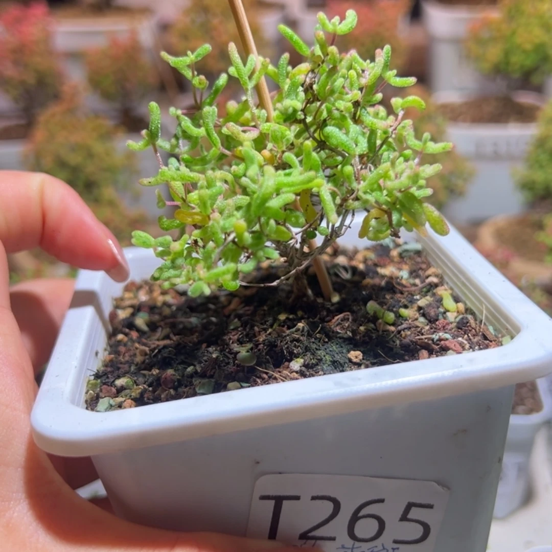 265花斑露带土发货一物一拍