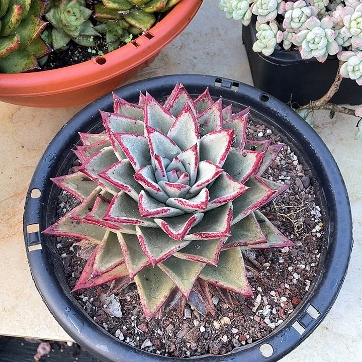 墨***然乌木多肉植物单头