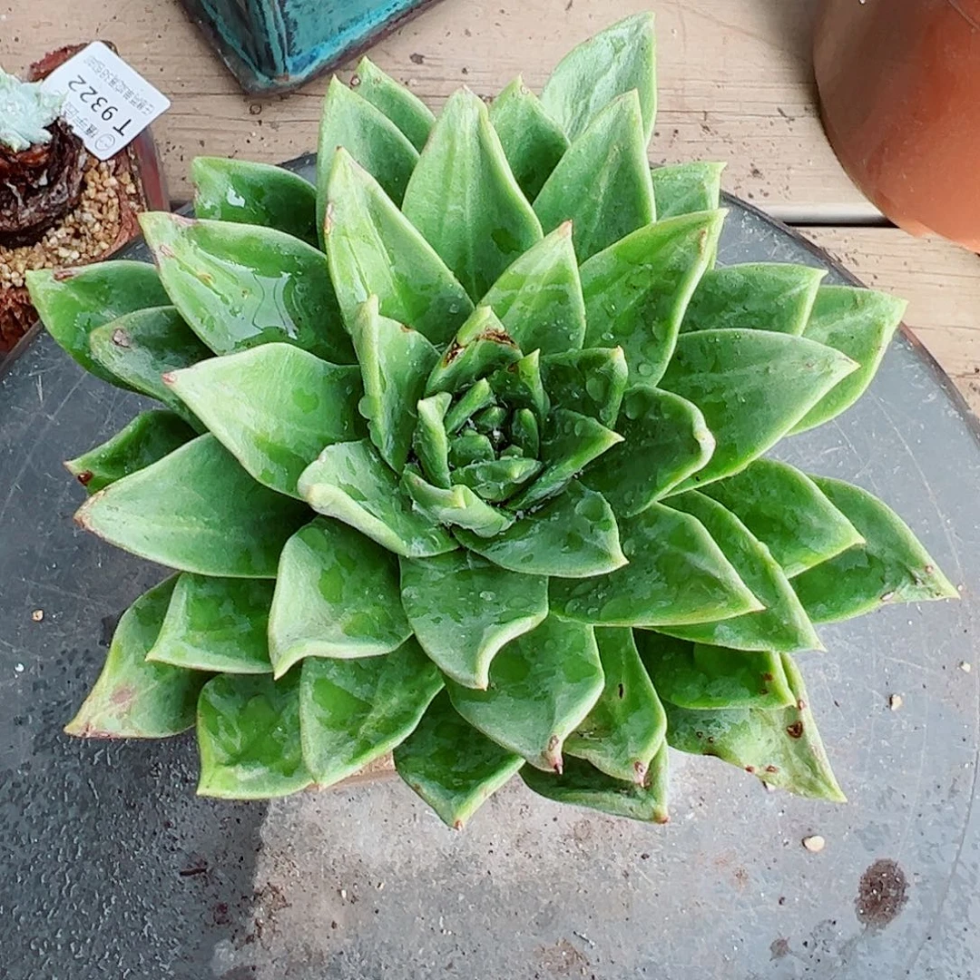 9324绿体苹果叶杂交仙女杯