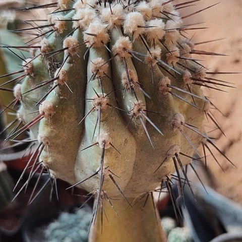 黑王仙人球黑王仙人球