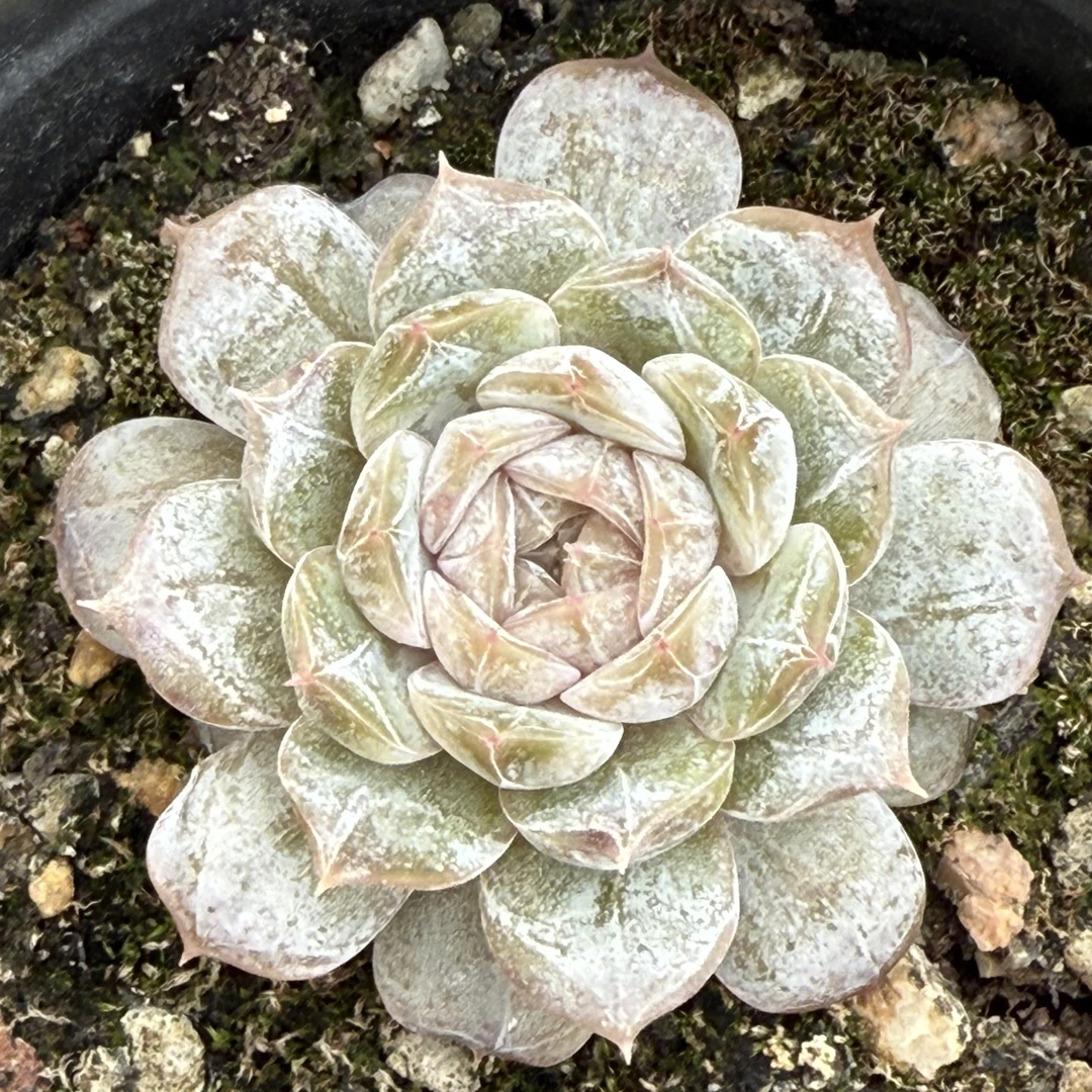 玛丽贝尔 糖心 冰透心 多肉植物