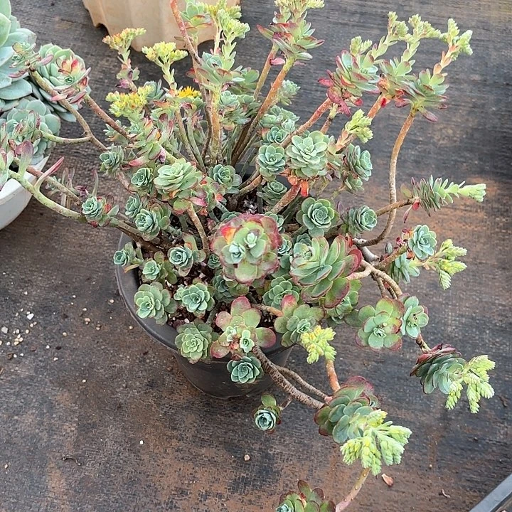多肉植物，薄化装