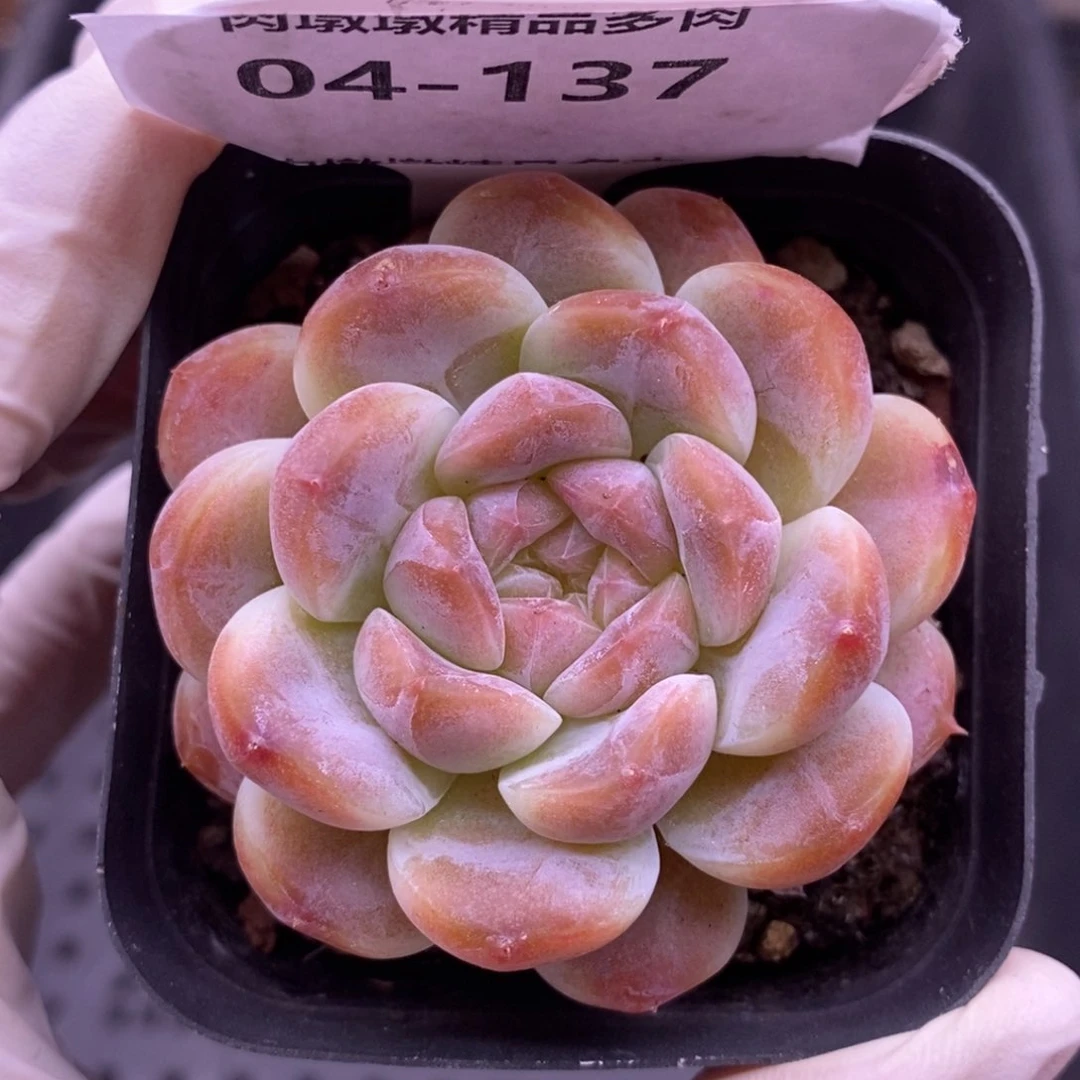 【闪购商品】04-137