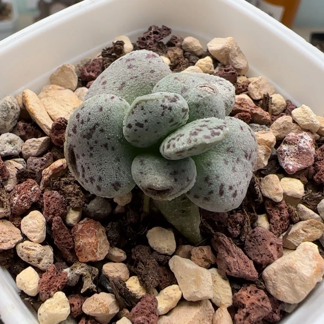 银肌花蛋多肉植物