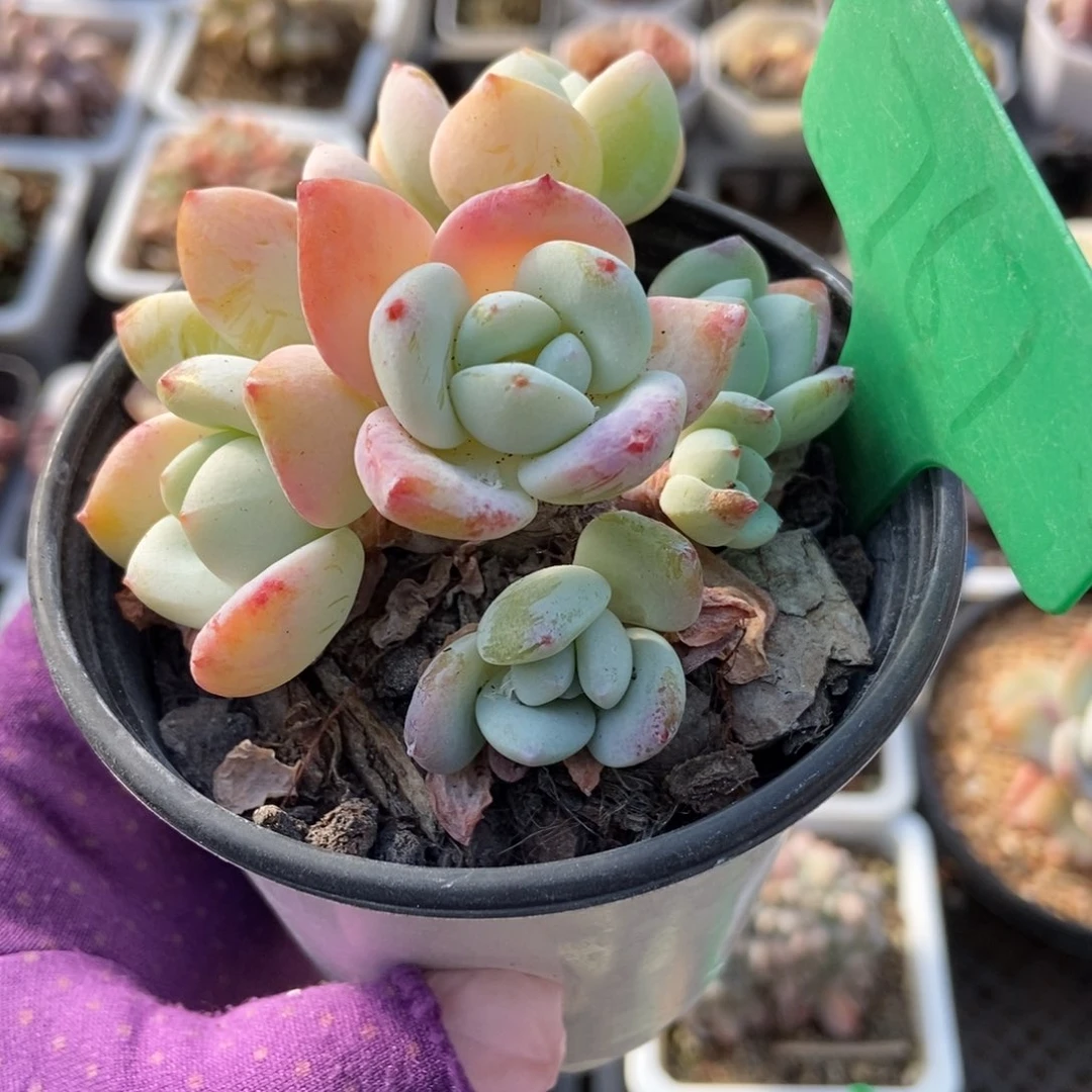 767冷香多肉植物^_^