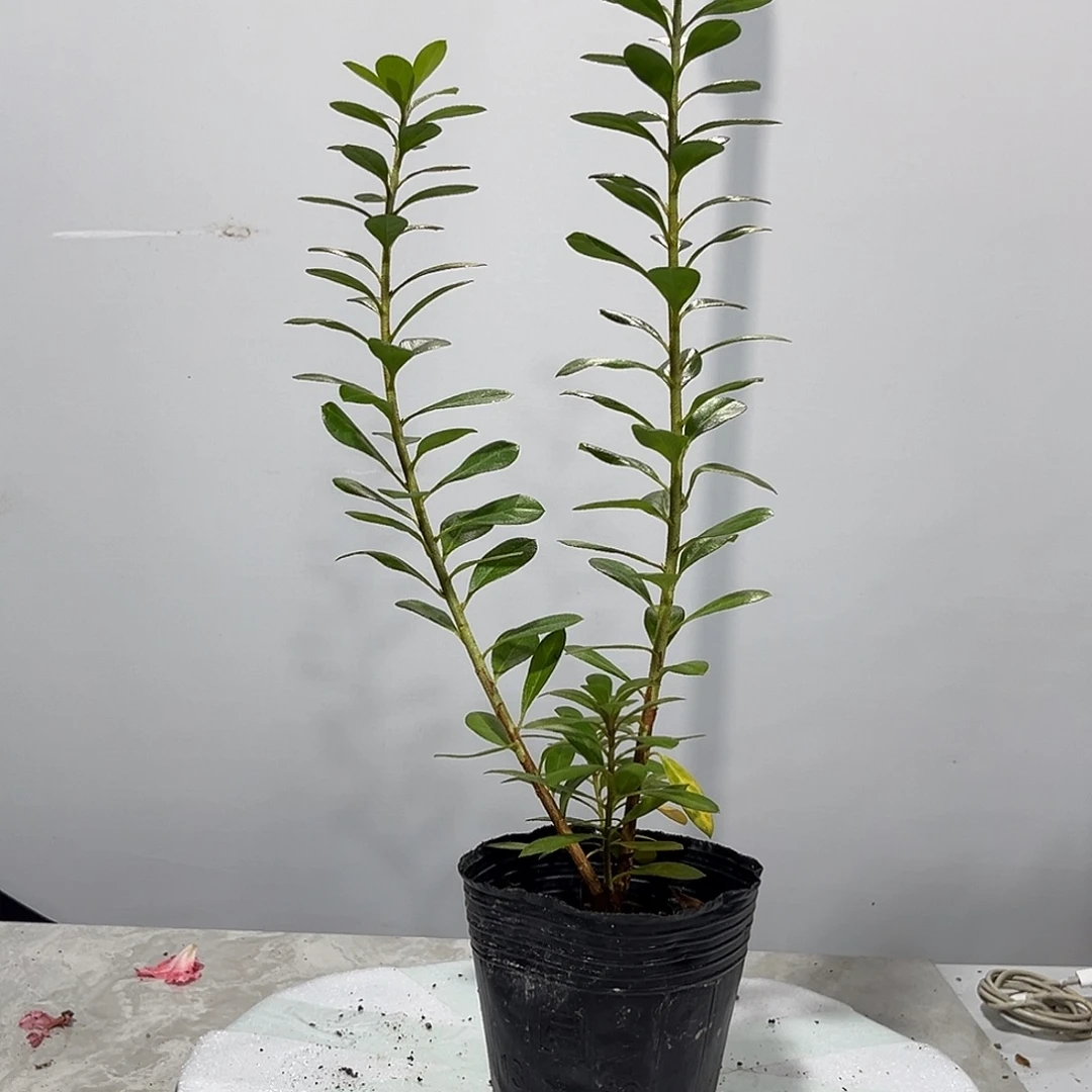 皋月杜鹃鸨羽惠比须