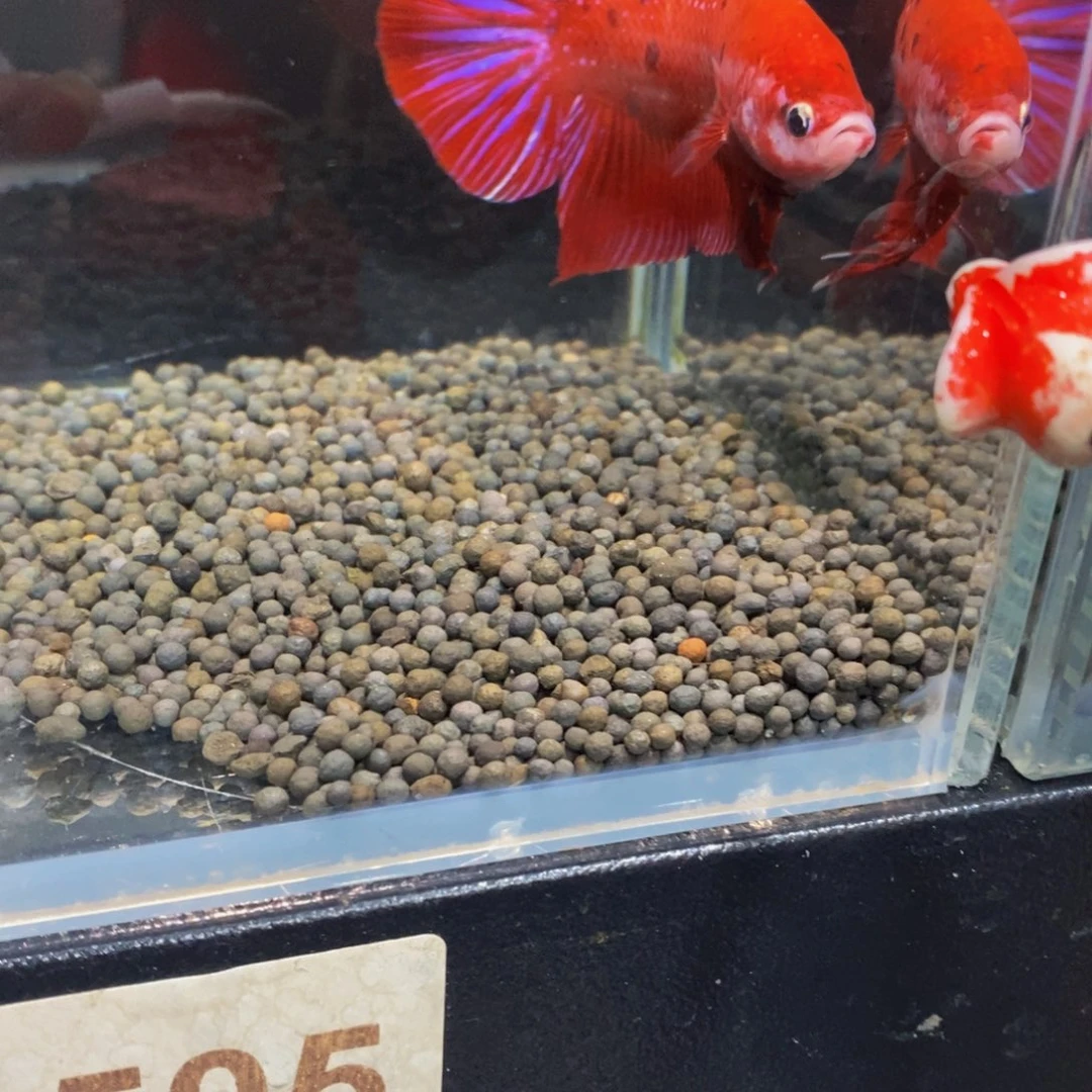 斗鱼505巨斗11111