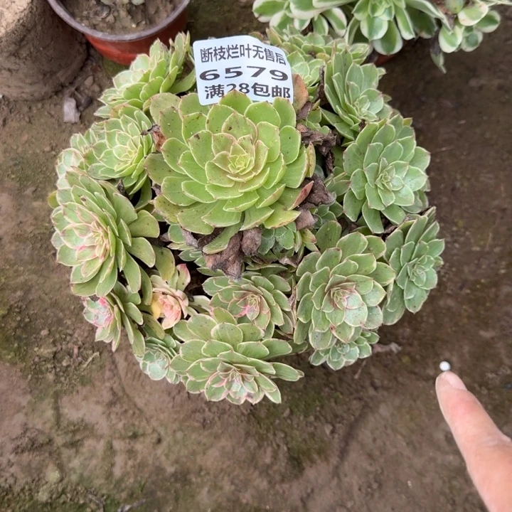6579二号棚糖心莲花座I