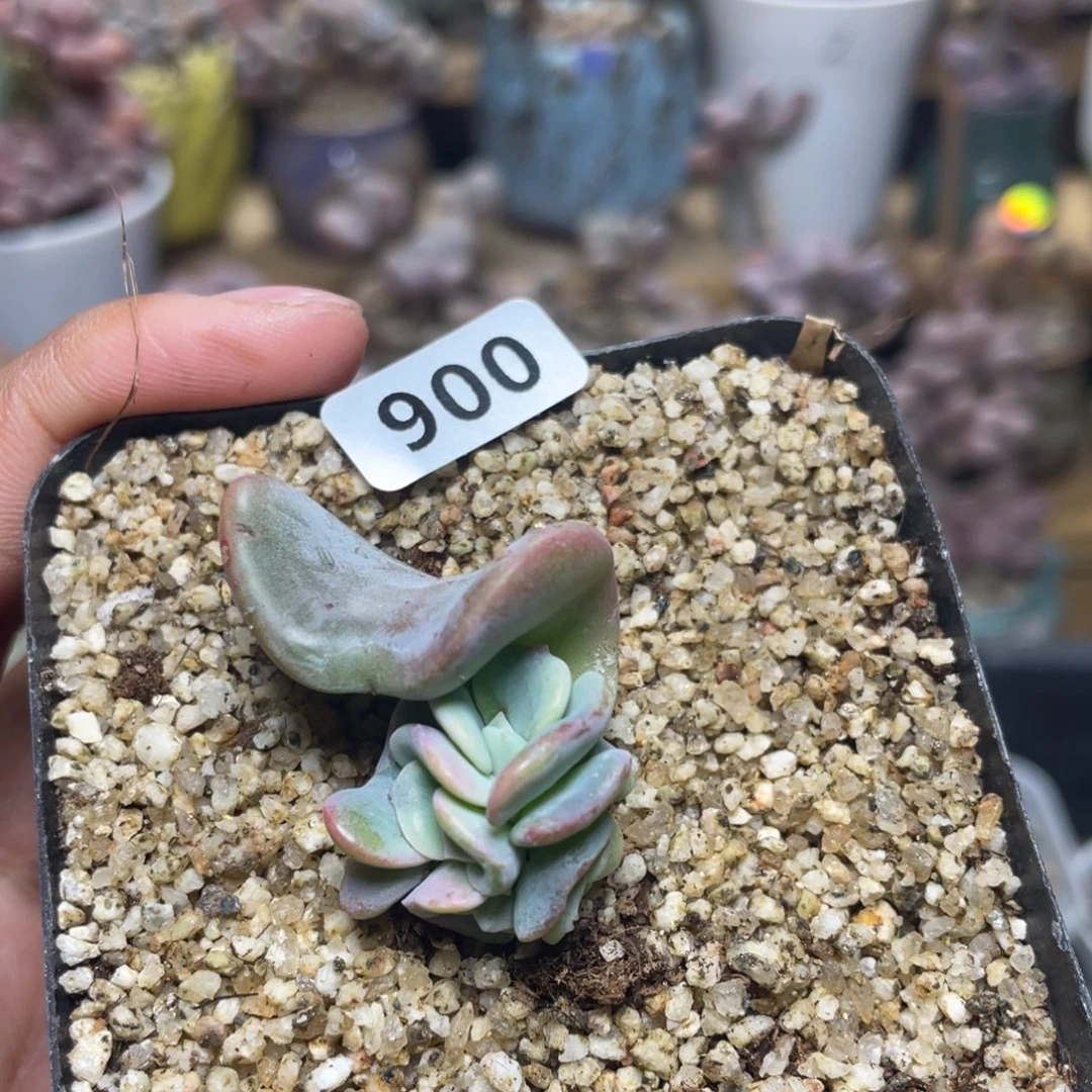 爱的松雪的松多肉植物