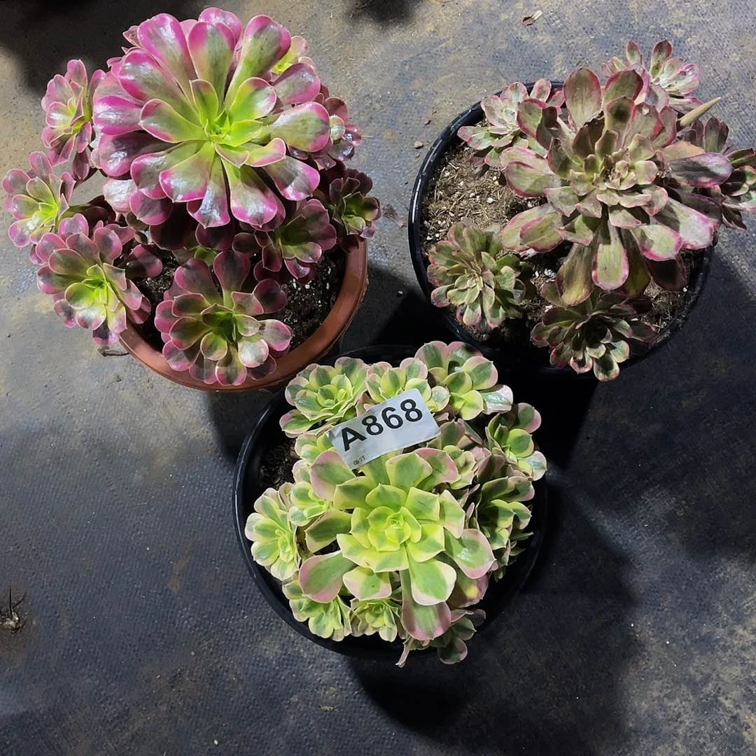 菲*乐三颗白风868美杜拉868紫霞868