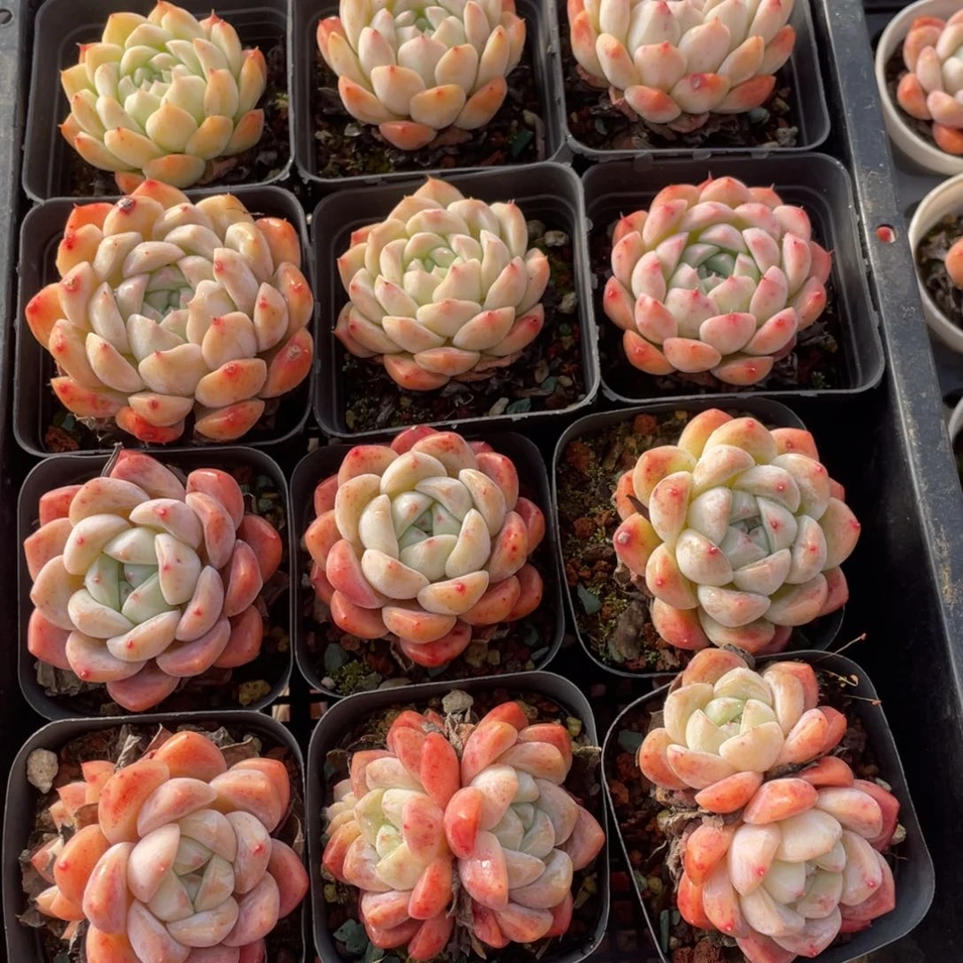 多肉植物十二个精品组140