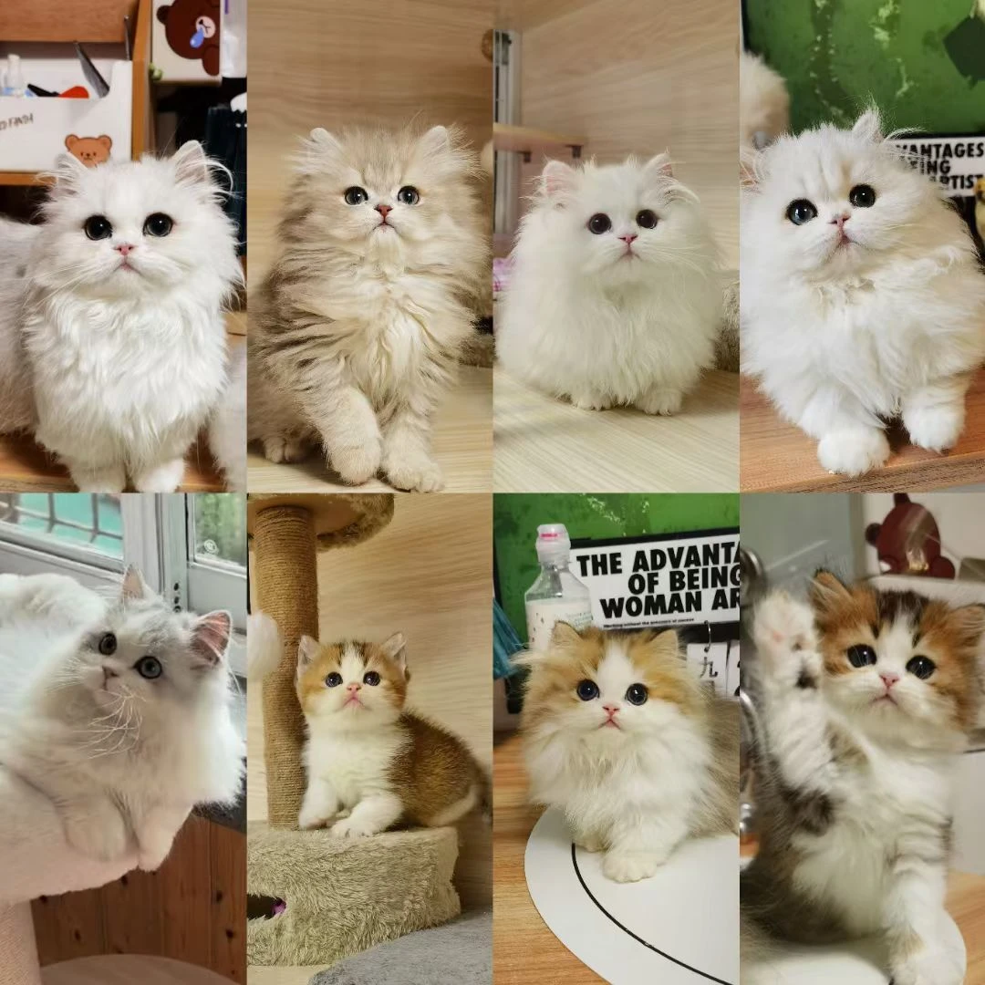 乐缪猫咪活体链接