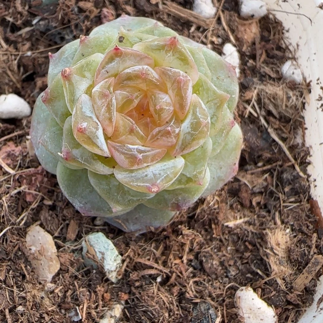 多肉小卡拉米糖心一物一拍