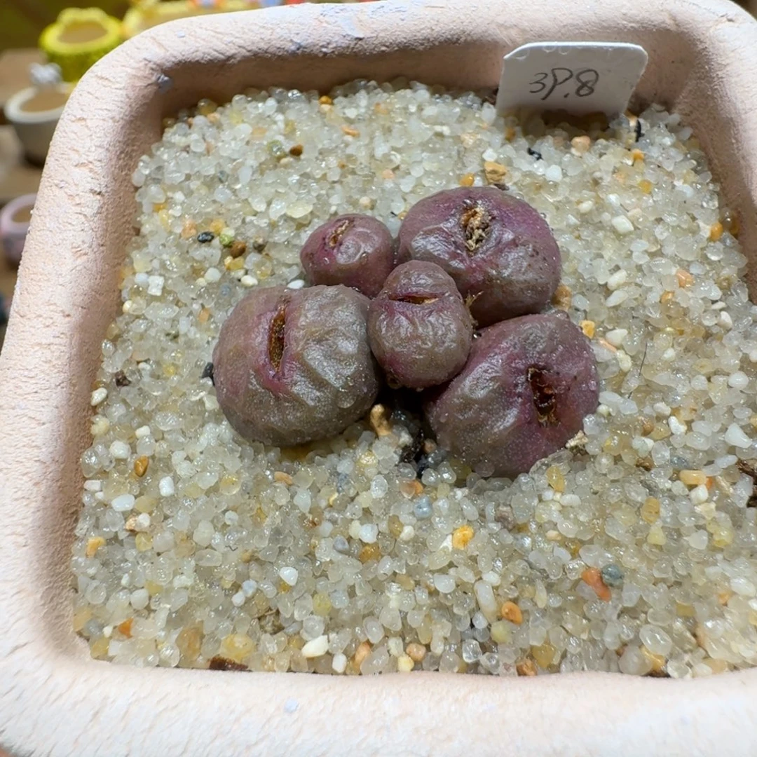 蘑菇1159烧麦多肉植物