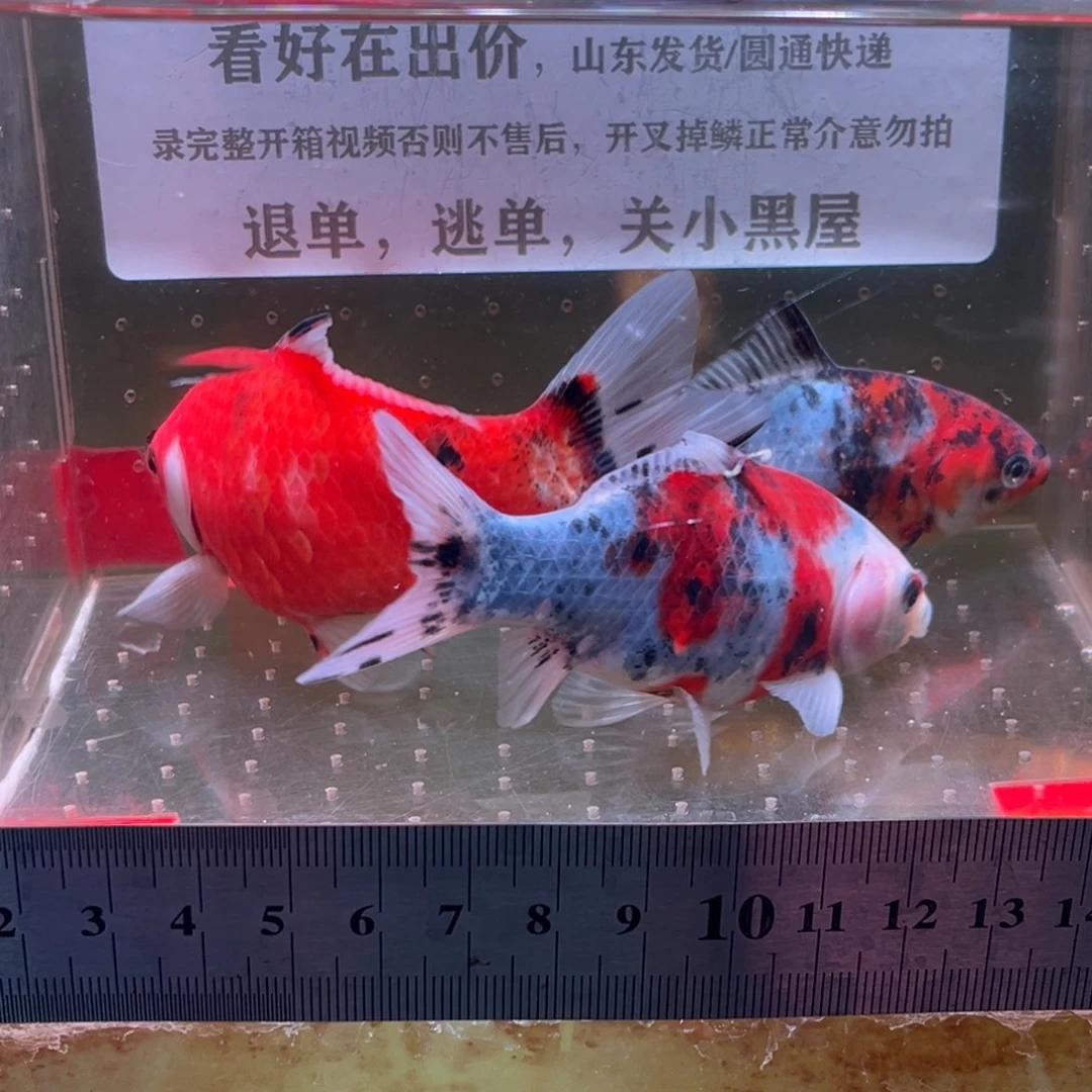 海水鱼324号的我还能有多少