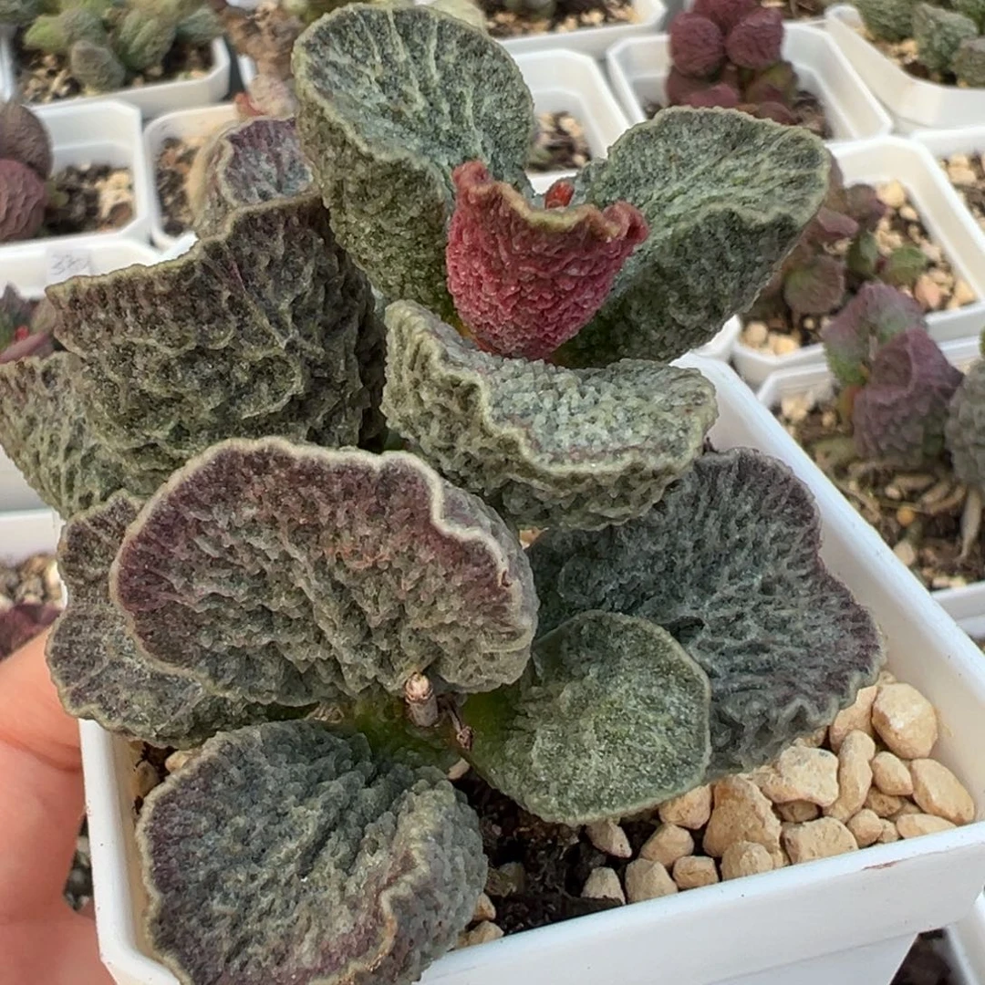 024-1609多头纯木质桩多肉植物