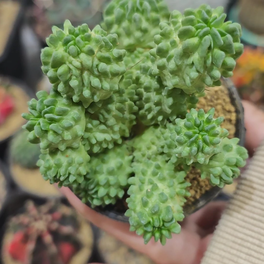 福利蝌蚪仙人球群生多头