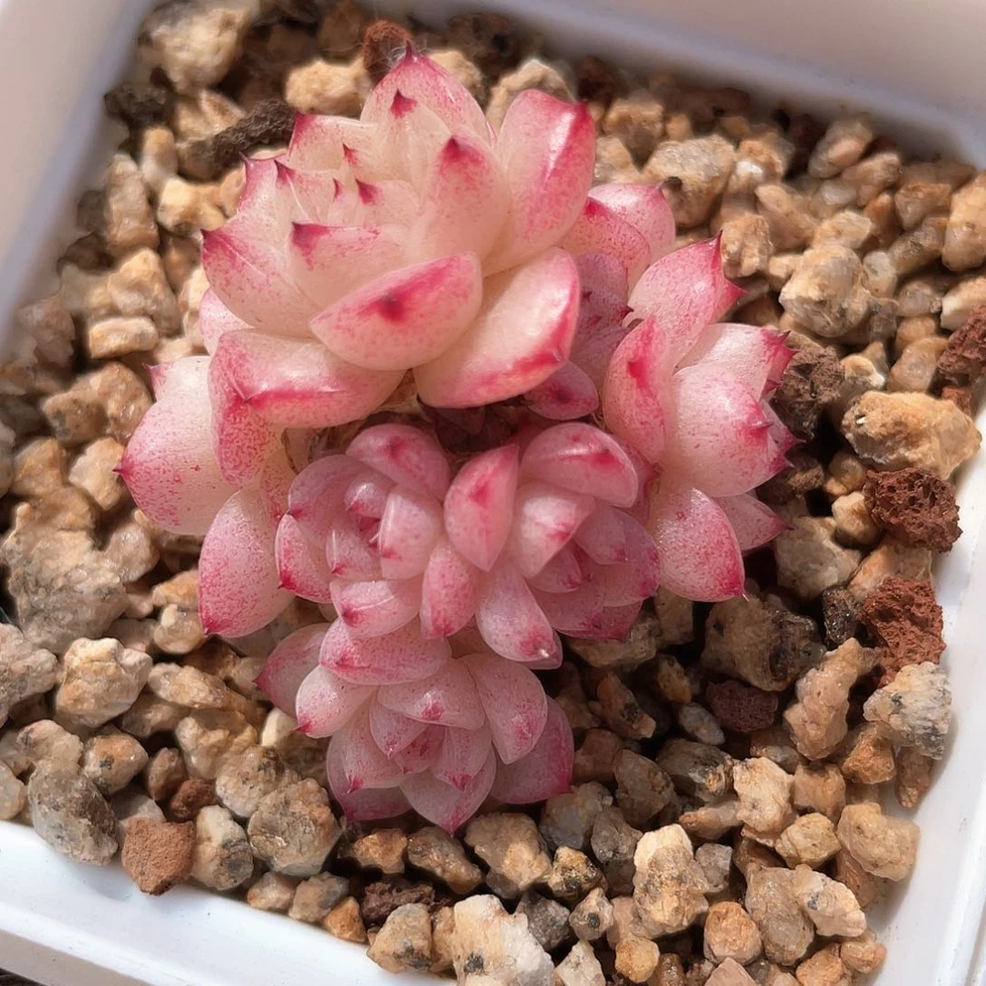 瞳*优选麦秆福利009